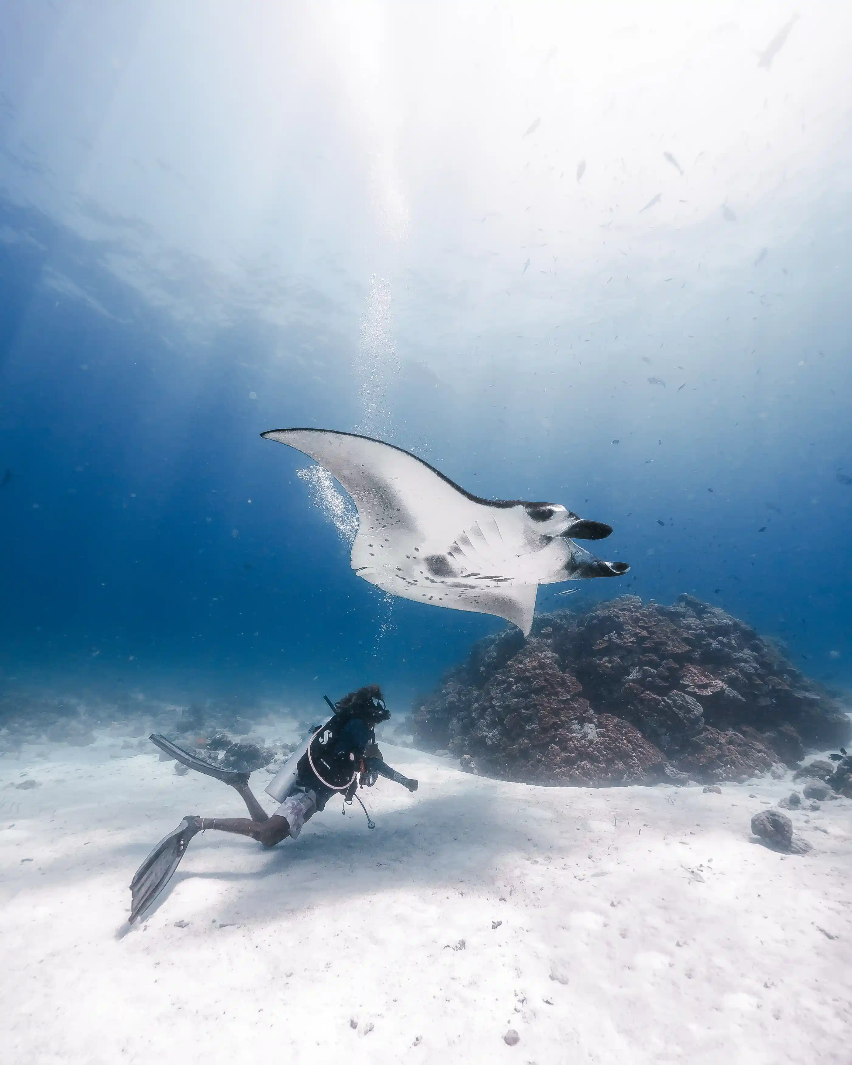 Manta Rays