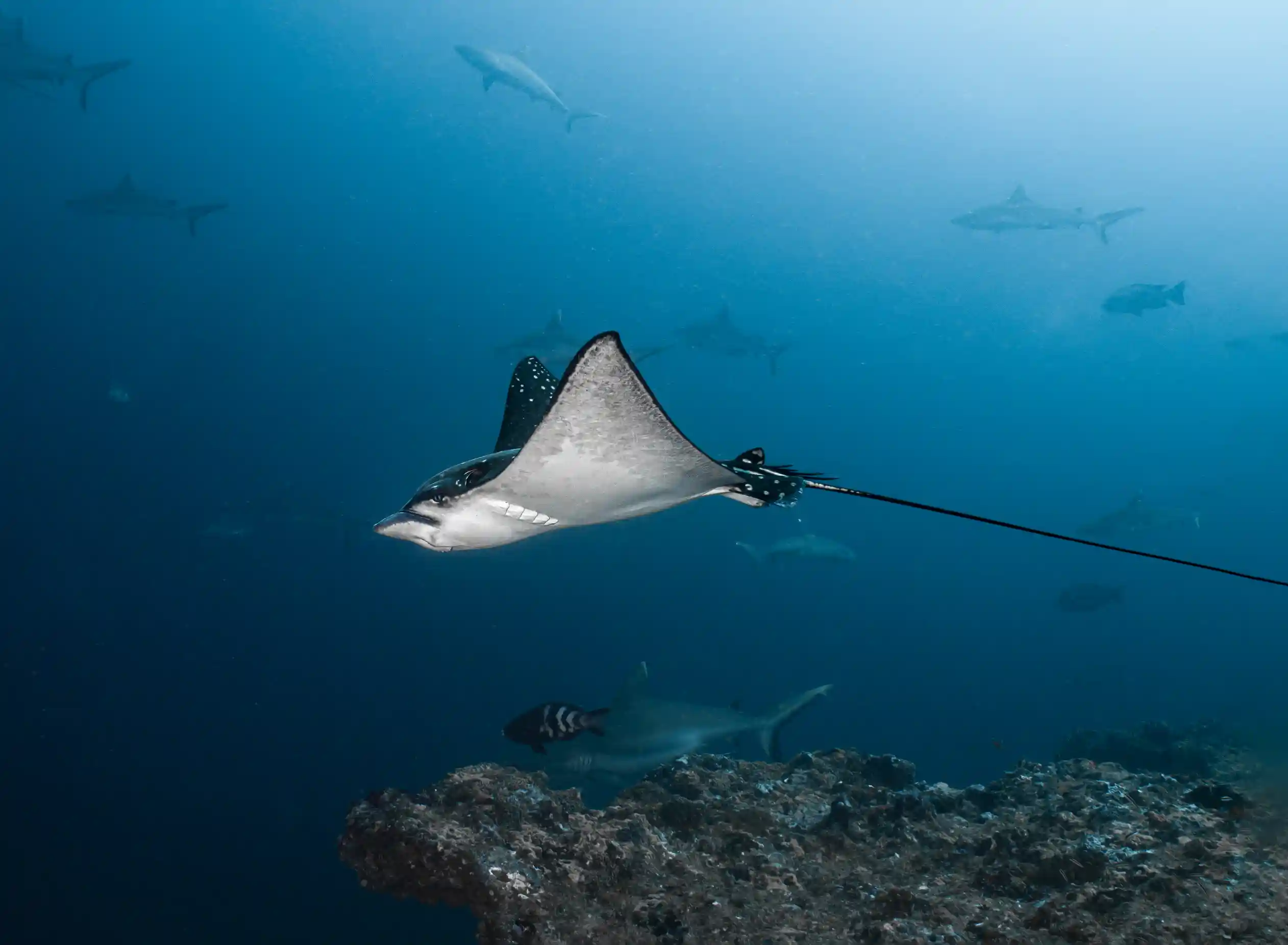 Eagle Rays