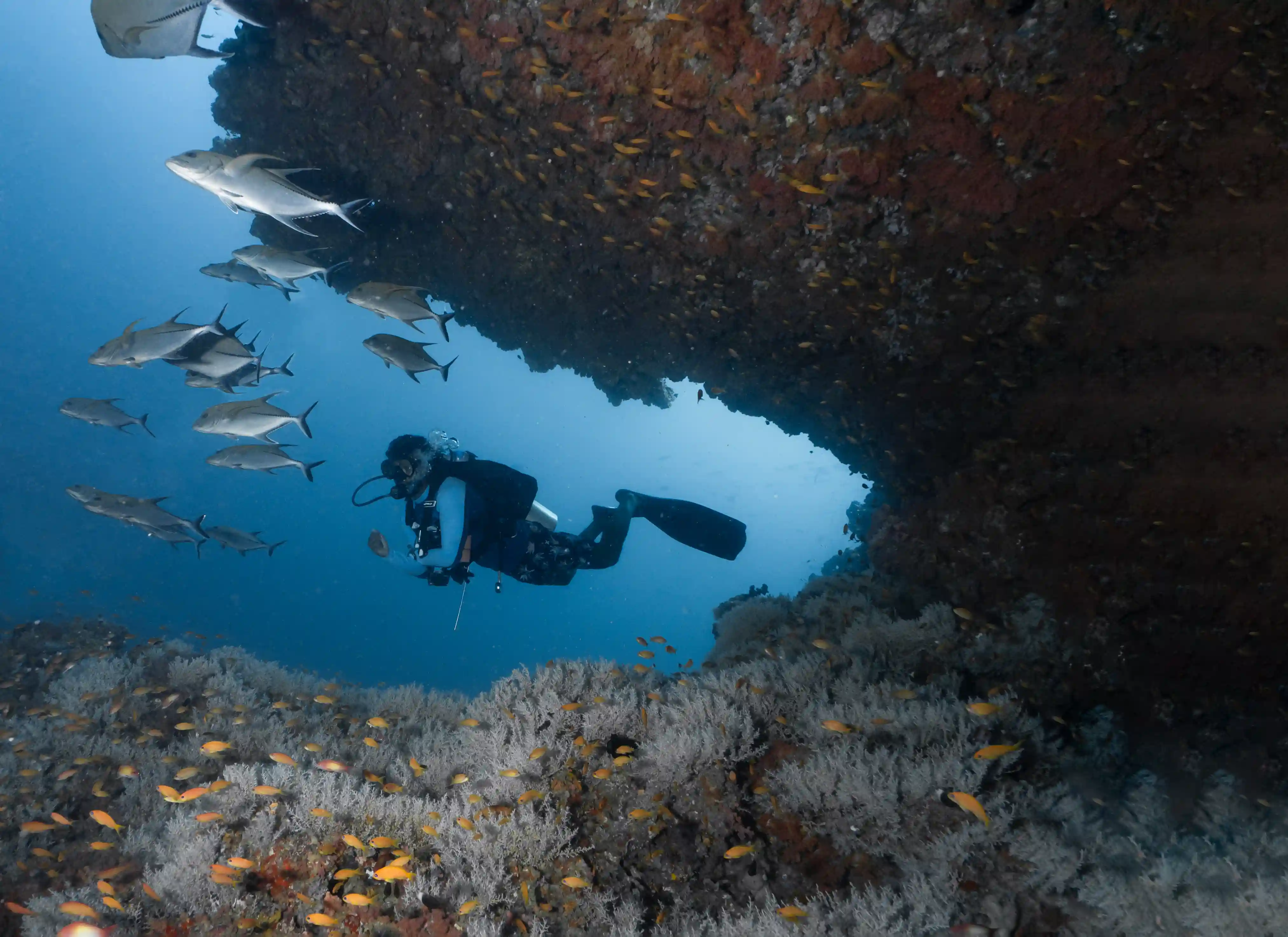 Coral reef diving
