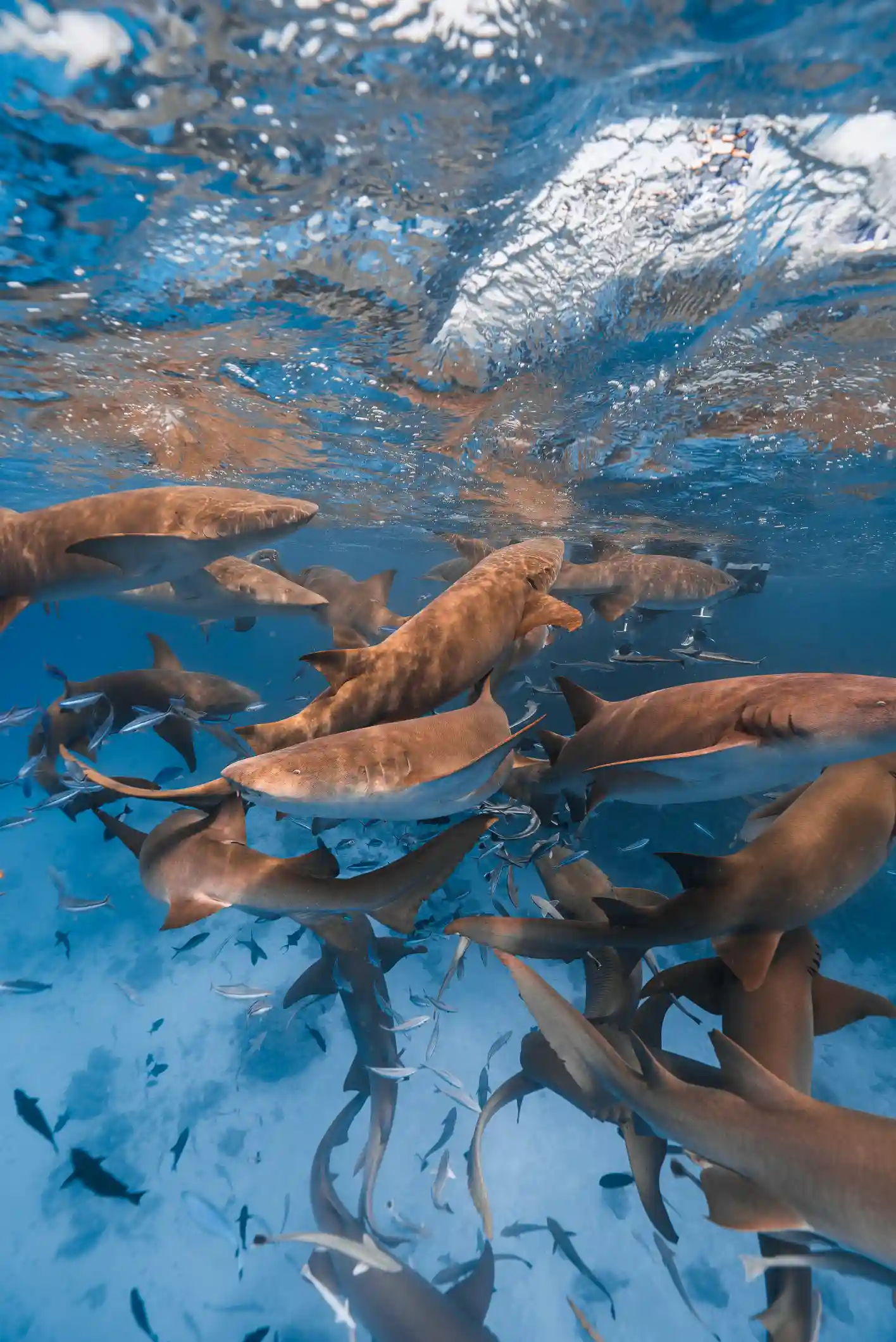 Island Hopping Adventure